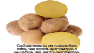 Картофель Метеор