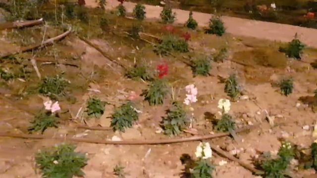 ИЗРАИЛЬ =ДЕКАБРЬ -ХАНУКАЛЬНЫЕ ОГНИ В ПАРКЕ- смотреть онлайн