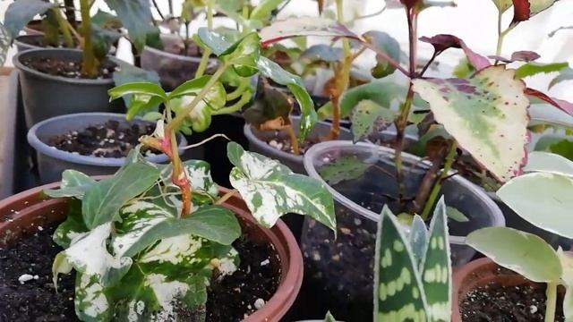 Мои рабоче- крестьянские комнатные цветы! смотреть онлайн