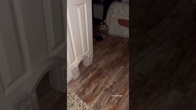 Kitty Soap Opera: Chapter 78... The Sass Mouth, Alcoholic, Catnip Dealer, and Pentecostal Kitties. смотреть онлайн