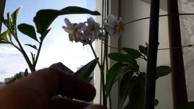 Как цветут пепино смотреть онлайн