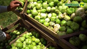 🍅 Producción de Tomate verde proceso germinación cultivo crecimiento cosecha