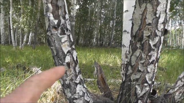 Трофейный самец сибирской косули. Das Trophäe-Männchen eines sibirischen Reh. Trophy hunting. смотреть онлайн