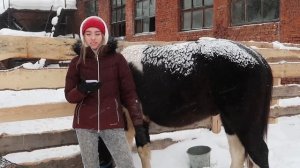 Что едят лошади ?