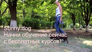 "ко мне" - обучение взрослой собаки шаг за шагом на примере французского бульдога.