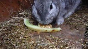 Кормление беременной крольчихи в ферме