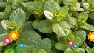 Мята перечная Спениш Спеарминт. Краткий обзор, описание menta piperita l. Spanish Spearmint