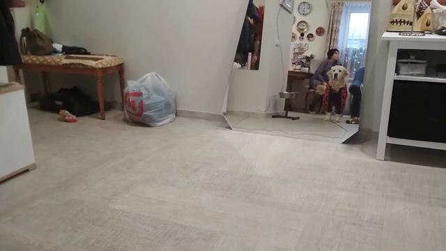 Золотистый Ретривер Ник собрался на улицу! смотреть онлайн