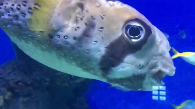 Какие-то непонятные и милые морские обитатели!) Москвариум смотреть онлайн