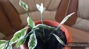 Педилантус. Обрезка