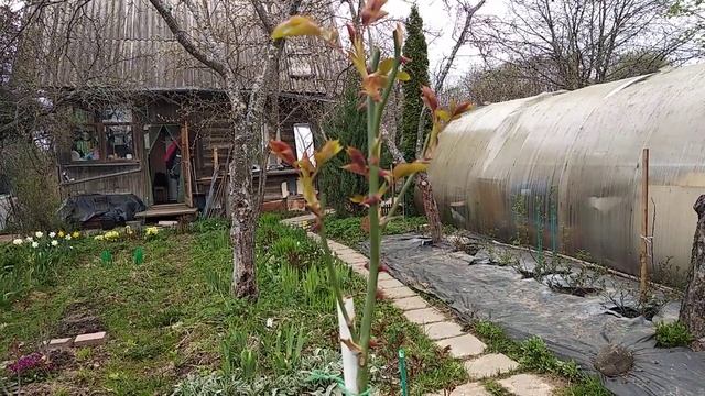 Штамб из розы "Грэхам Томас" и "Строубери Хилл" своими руками! Это легко! смотреть онлайн