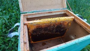 Осушка рамок после откачки мёда. 1 Вариант безопасный. 2 Может спровоцировать напад.