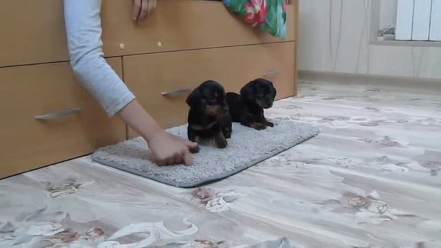 Наши миниатюрные малыши. Мини-такса. смотреть онлайн