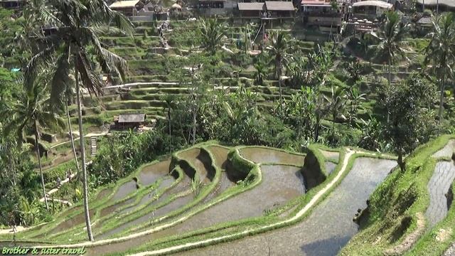 RICE TERRACES IN BALI tips & info - Tegallalang rice terrace Ubud Bali