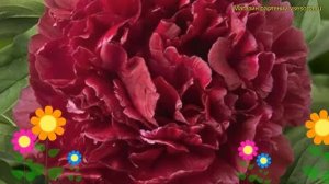 Пион молочноцветковый Хингхт. Краткий обзор, описание характеристик paeonia lactiflora Highlight