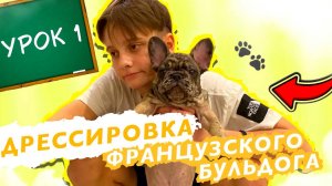 ДРЕССИРОВКА ЩЕНКА ФРАНЦУЗСКОГО БУЛЬДОГА / КОМАНДА СИДЕТЬ / УРОК 1