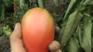 Томат Red Wolf Красный волк. Первые созревшие плоды этого великолепного сорта.