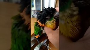 Попугай Каик Кузя замёрз