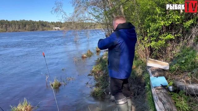 Рыбалка на Волхове. Ловля подлещиков на фидер. Рыбалка в Ленинградской области. смотреть онлайн