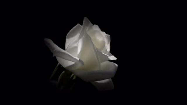 Rozkwitały pąki białych róż смотреть онлайн