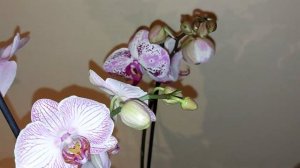 MAIS UM RESULTADO  DAS  PHALAENOPSIS  NO VASO  DE GARRAFA PET   ESTA  MT LINDAS COM HIDROPONIA CWB