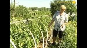 Отказалась от теплицы, томаты в парнике