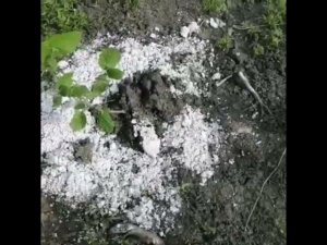 Мульча на орехе 4Га ООО Муромец г.Майкоп