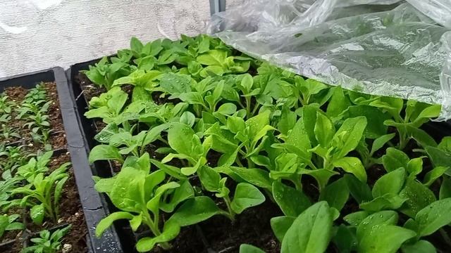 Самый простой череночник вегетки в домашних условиях