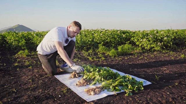 Влияние Apasil на развитие картофеля. Промежуточные итоги. смотреть онлайн