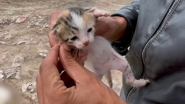 Мать-кошка умерла, спасая своего котенка от стаи свирепых собак... и тут произошло чудо