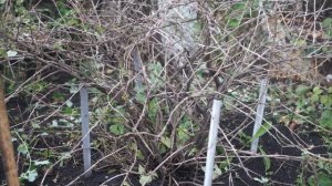 Обрезка крыжовника осенью для начинающих пошагово ☘ Подкормка крыжовника осенью