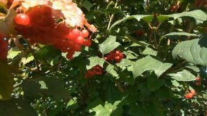 Футаж осенний_Калина красная