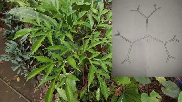 Python Tree | Rarest Tree in the World | Snake tree | Bagong Kaalaman смотреть онлайн