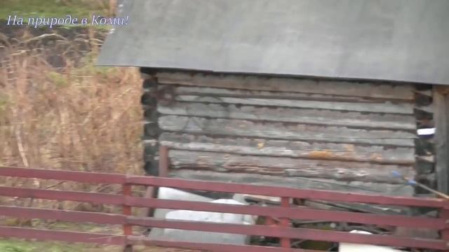 Тулан, чуть не разбил видеокамеру /Лайки Олега #21/ смотреть онлайн