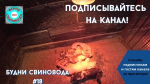 Осталось 5 поросят...