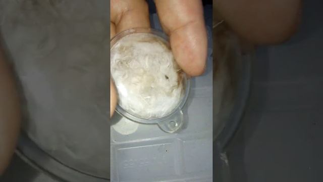 Увеличительное стекло как сделать в домашних условиях.Увеличительное стекло как сделать смотреть онлайн