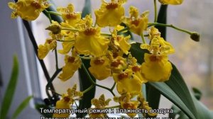 Онцидиум: уход в домашних условиях и разновидности цветка