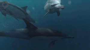 Пение дельфинов. Музыка для медитации и йоги. Know YOURSELF! Познай СЕБЯ!