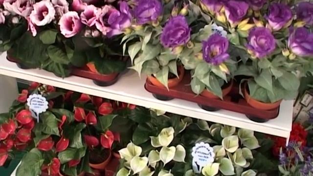 Как настоящие, цветы... и даже лучше