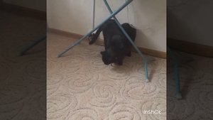 Бомбейский кот Муркис делает детей!