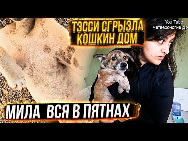 Мила оказалась ДАЛМАТИНЕЦ Тэсси начала сгрызать домик в котидоме Лечим кошек.