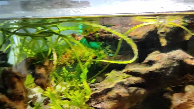 Тетраодоны креветкикрасота.