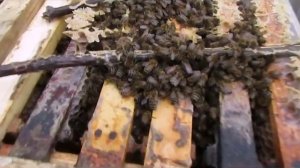 декабрь на пасеке  - теплый декабрь и зимовка пчел