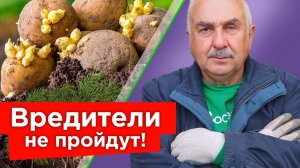 КИНЬТЕ ГОРСТЬ В ЛУНКУ ПРИ ПОСАДКЕ КАРТОФЕЛЯ, и вредители забудут дорогу в ваш огород!