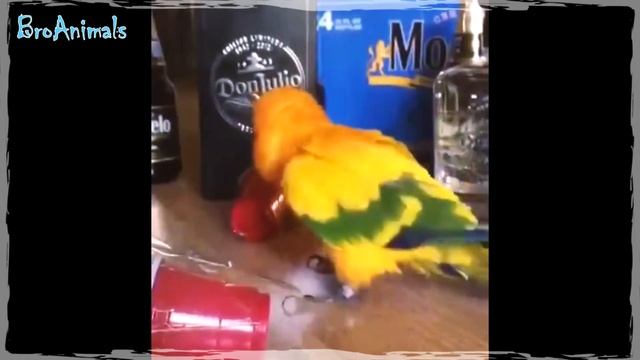 ПРИКОЛЫ С ПОПУГАЯМИ ? Смешные Попугаи ? Funny Parrots #749