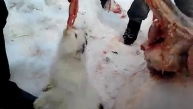 Кот и мясо смотреть онлайн