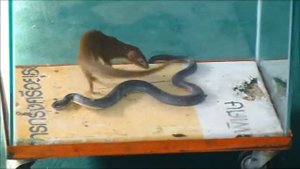 мангуст побеждает змею