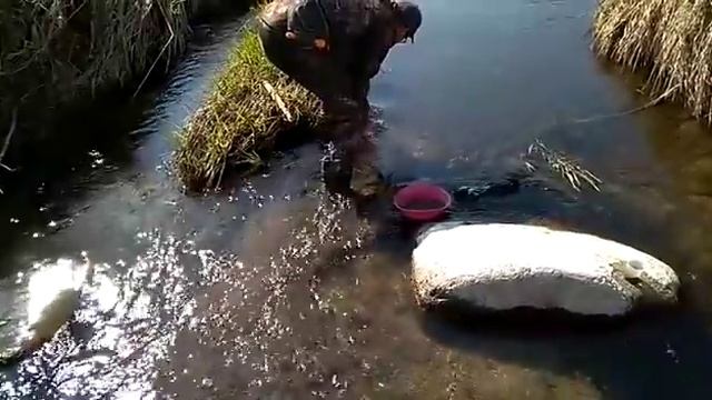 Золотая лихорадка !  Ищем золото и рубины в ручье !