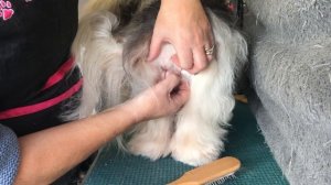 Havanese dogs- hygiene trim on a female Havanese