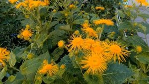 Девясил! Лекарственное растение. Лечебные и полезные свойства!